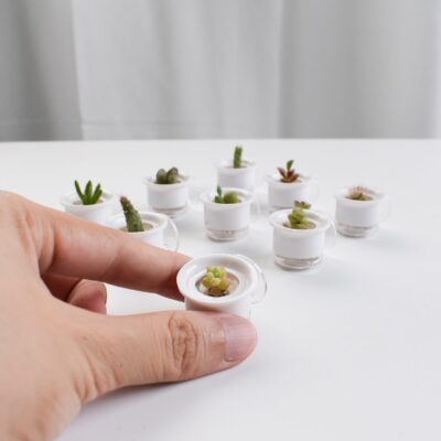 Mini succulents