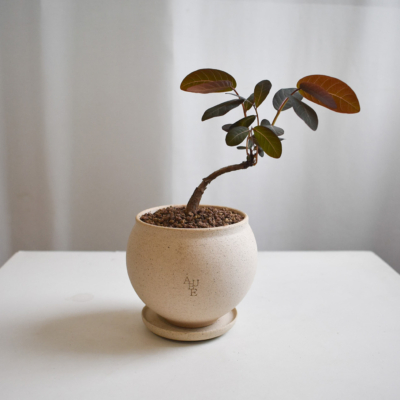 Phyllanthus Mirabilis in Aube Moon