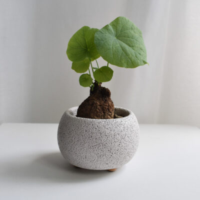 Stephania Suberosa in Mica