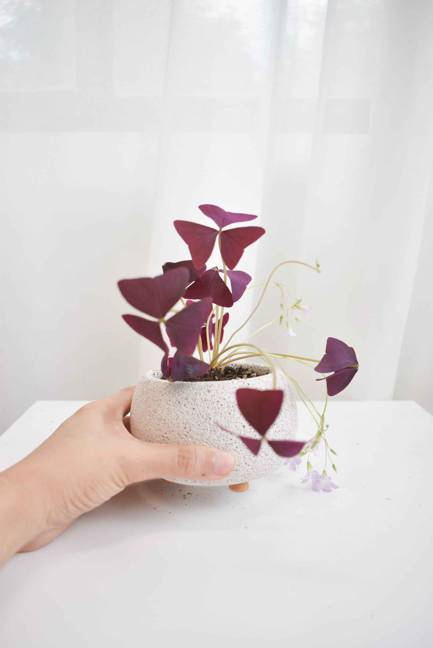 Triangularis oxalis grow kit (pot within 5 days from packaging date) - Image 2