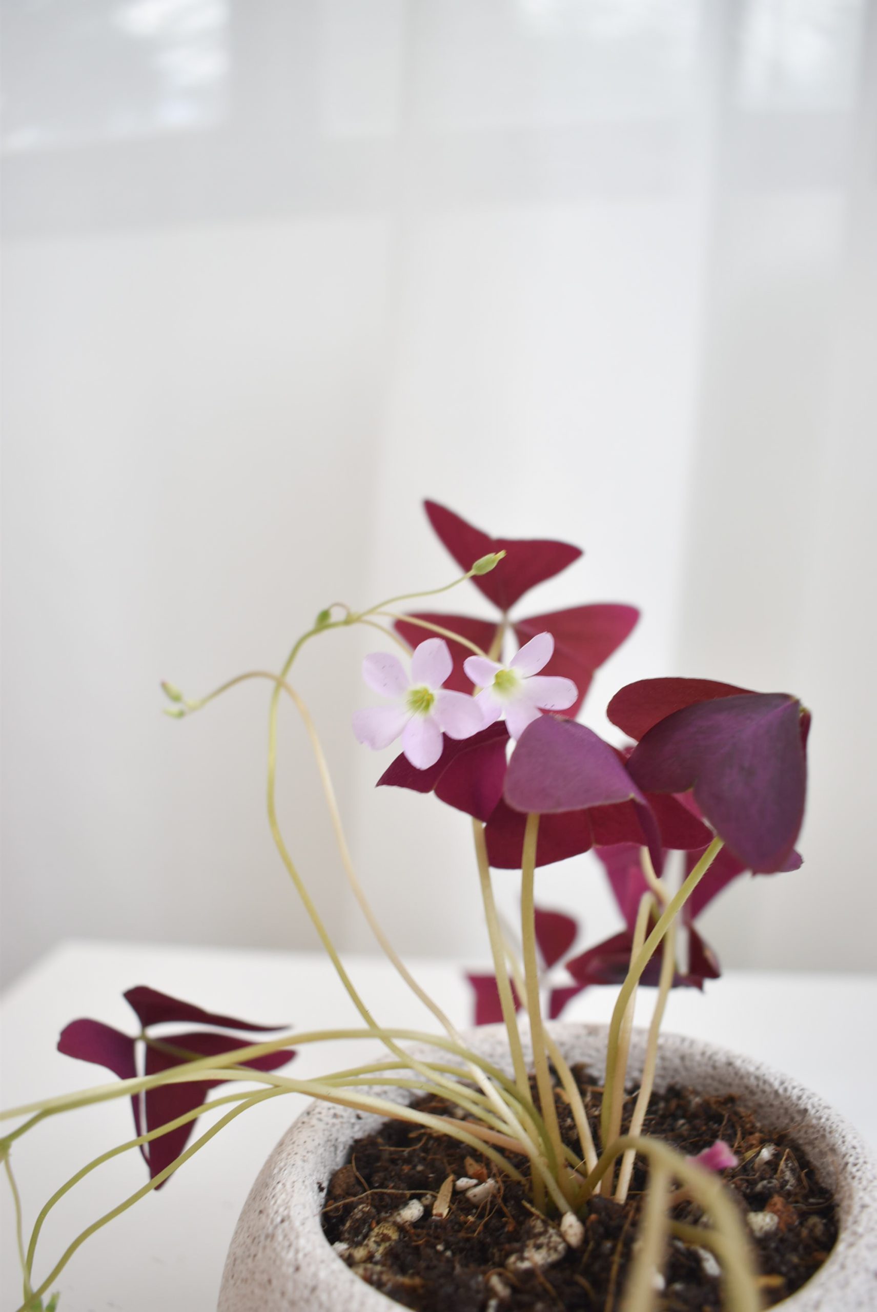 Triangularis oxalis grow kit (pot within 5 days from packaging date) - Image 3