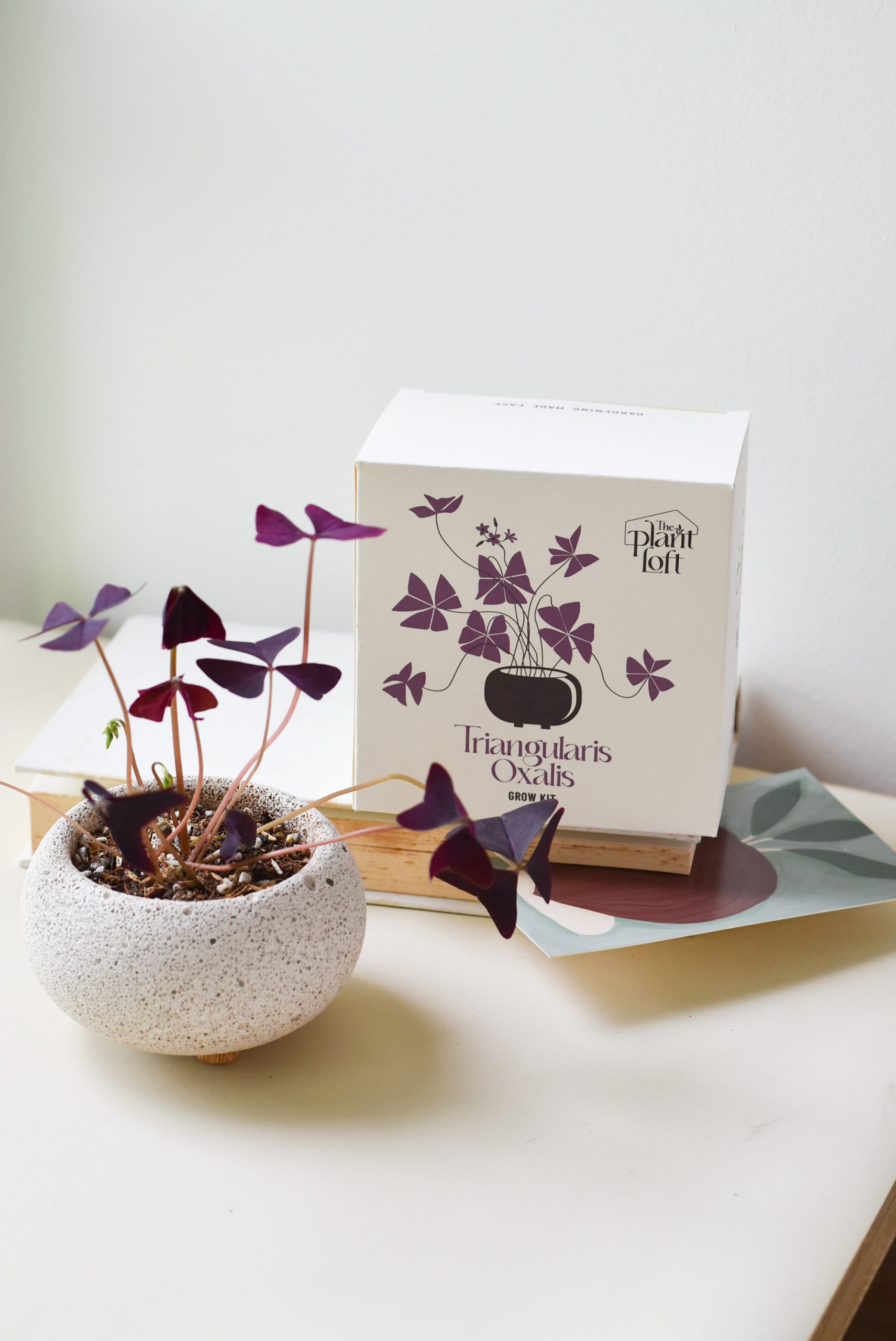 Triangularis oxalis grow kit (pot within 5 days from packaging date)