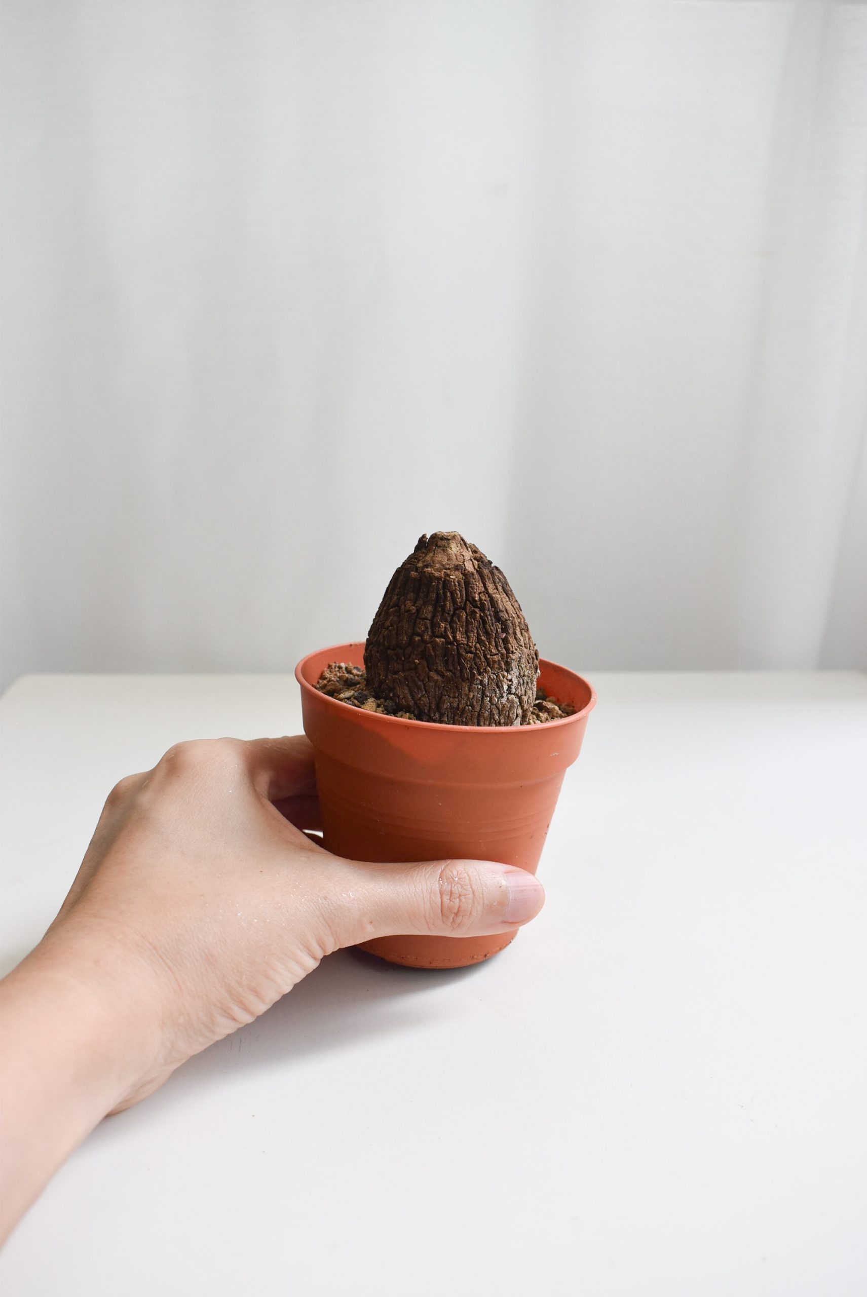 Stephania Suberosa (Bulb no leaves)