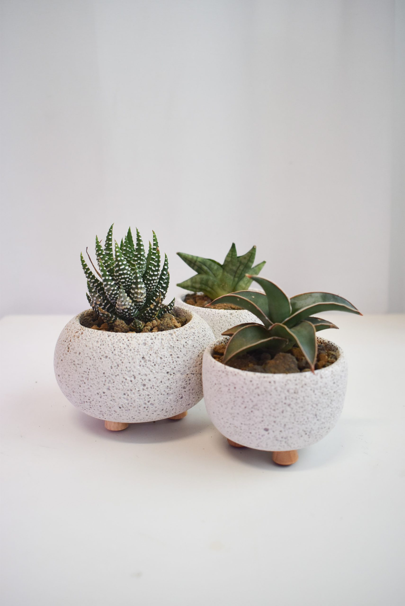 Low-light Succulents in Mica
