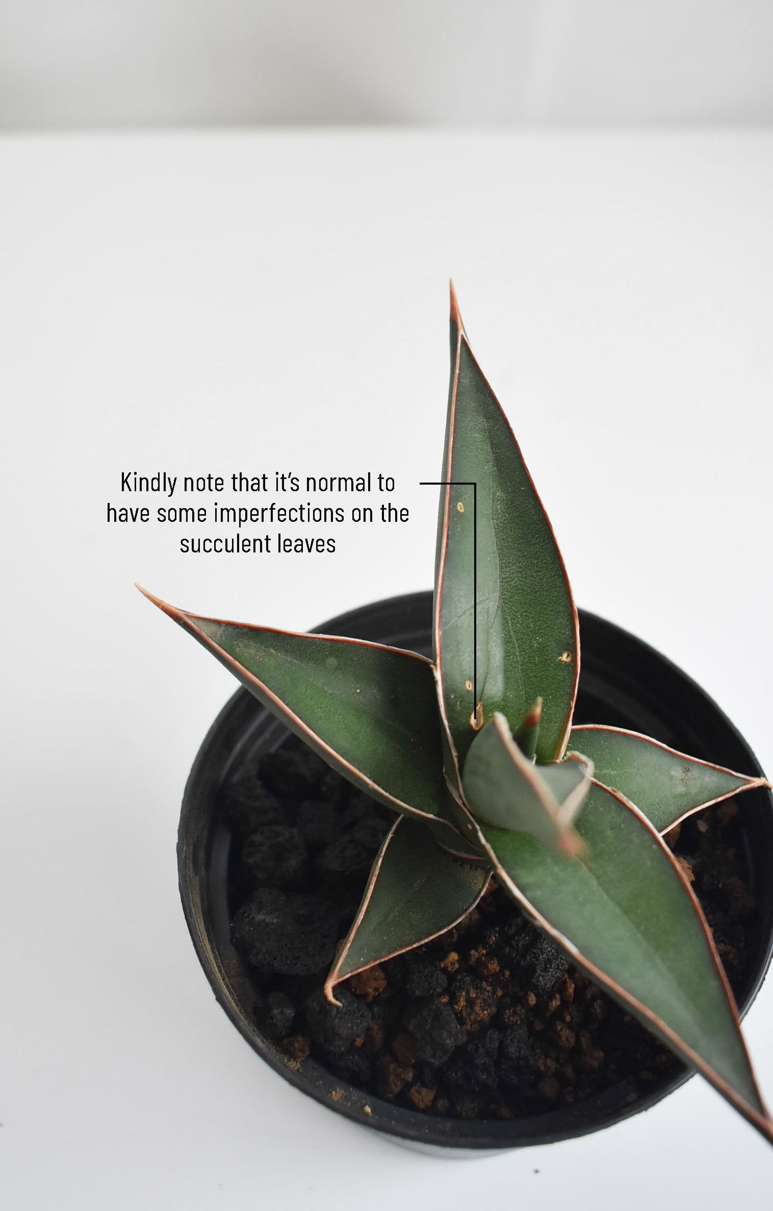 Low-light Succulents in Mica - Image 7