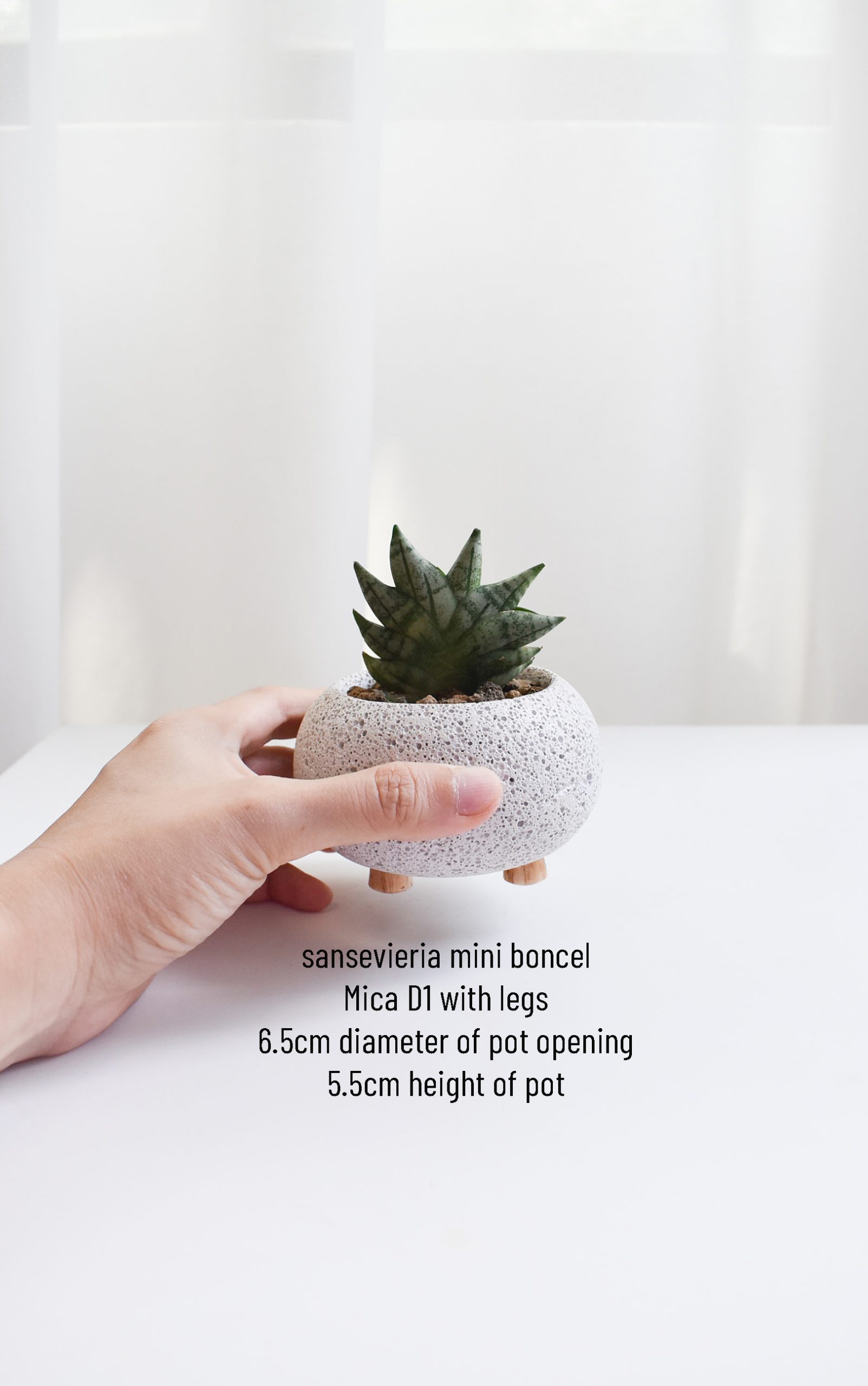 Low-light Succulents in Mica - Image 3