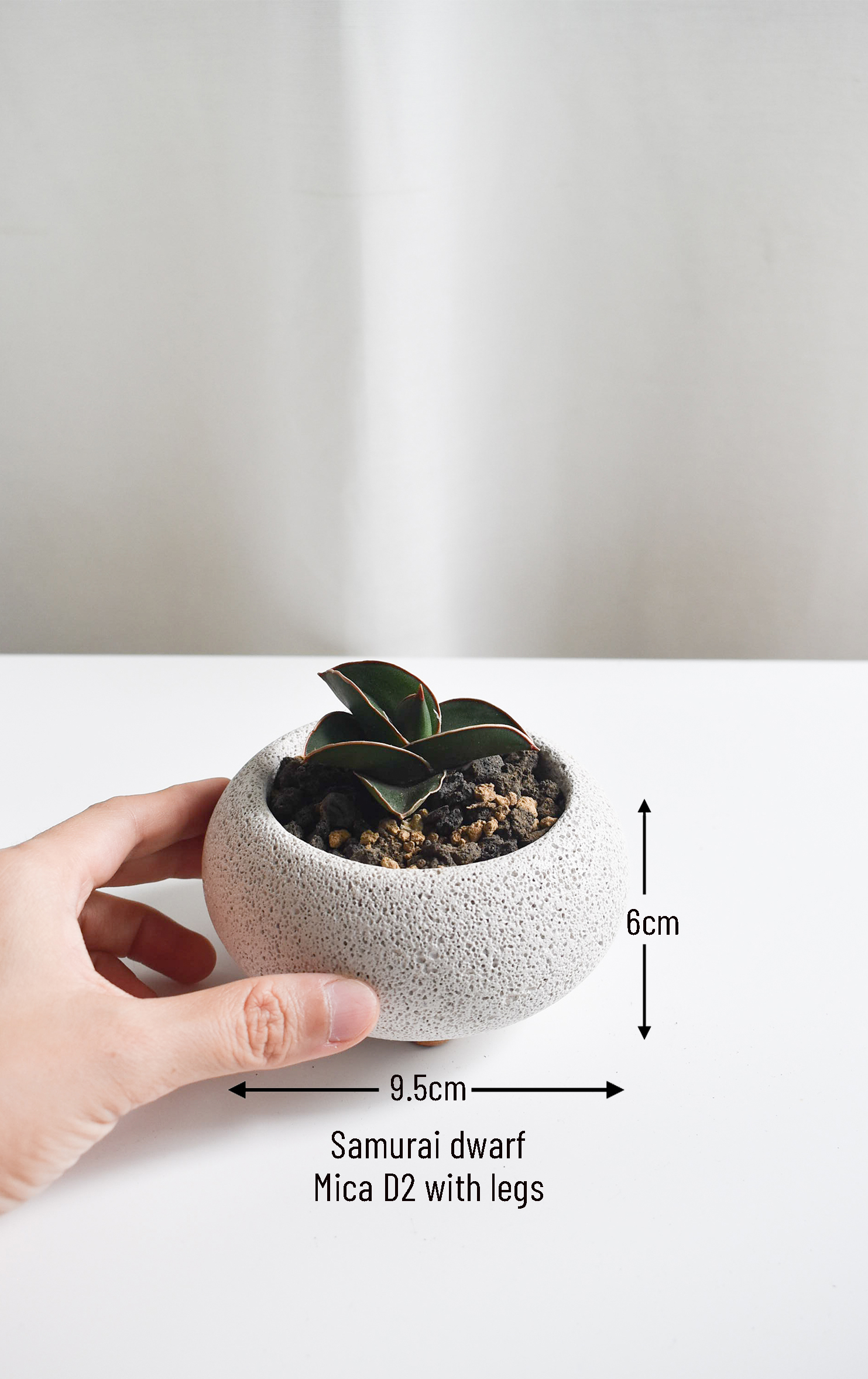 Low-light Succulents in Mica - Image 5