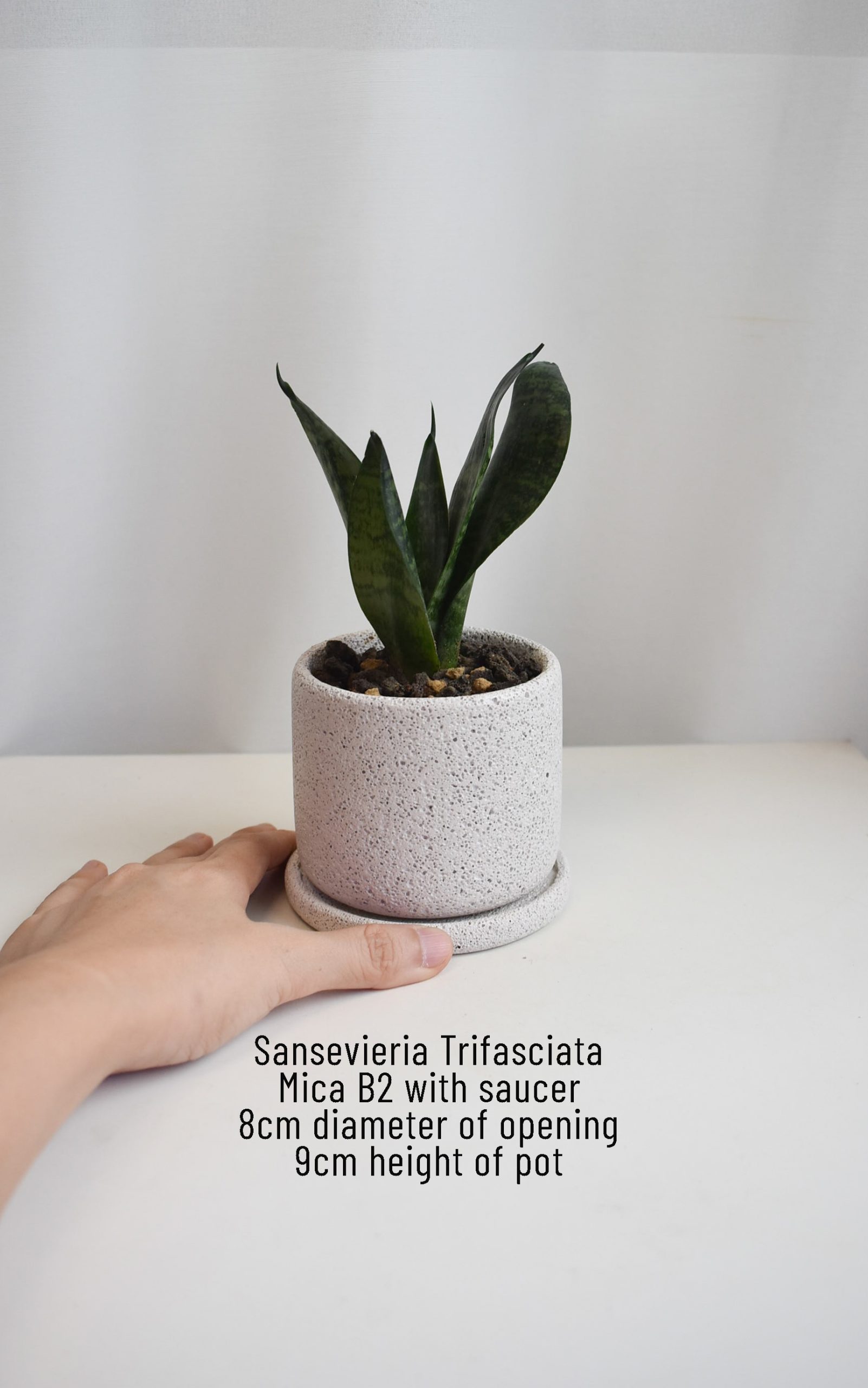 Low-light Succulents in Mica - Image 6