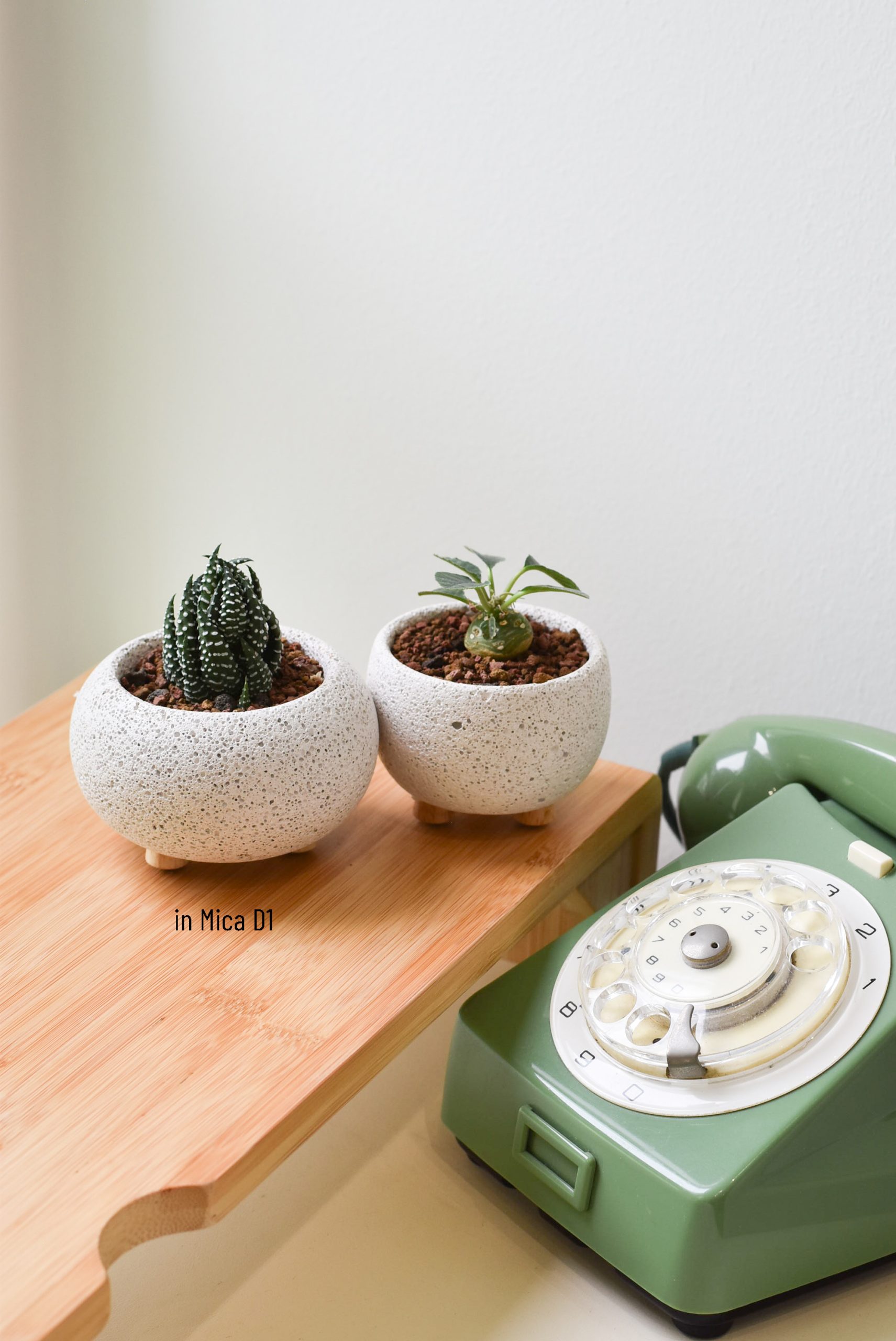 Low-light Succulents in Mica - Image 9