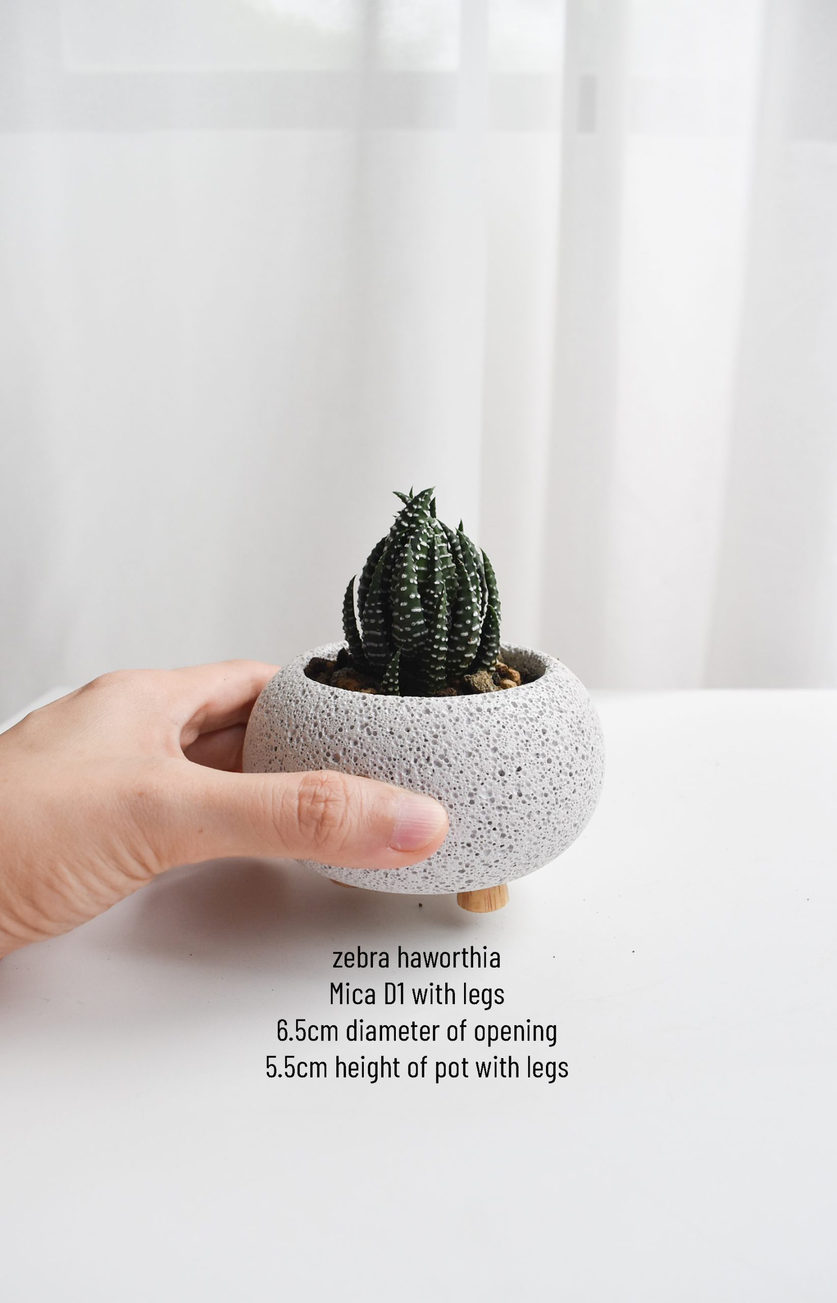 Low-light Succulents in Mica - Image 4