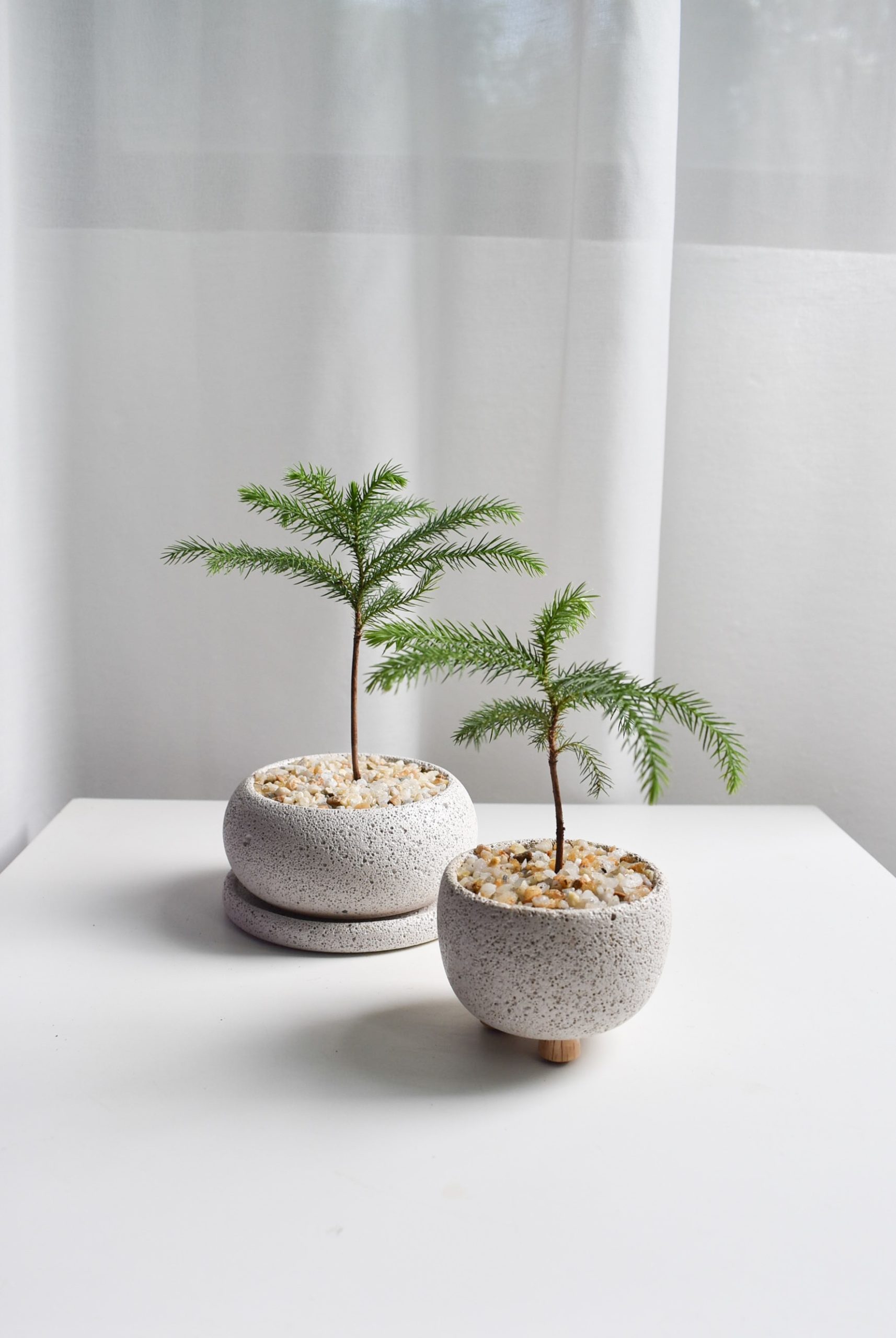 Norfolk Island Pine in Mica