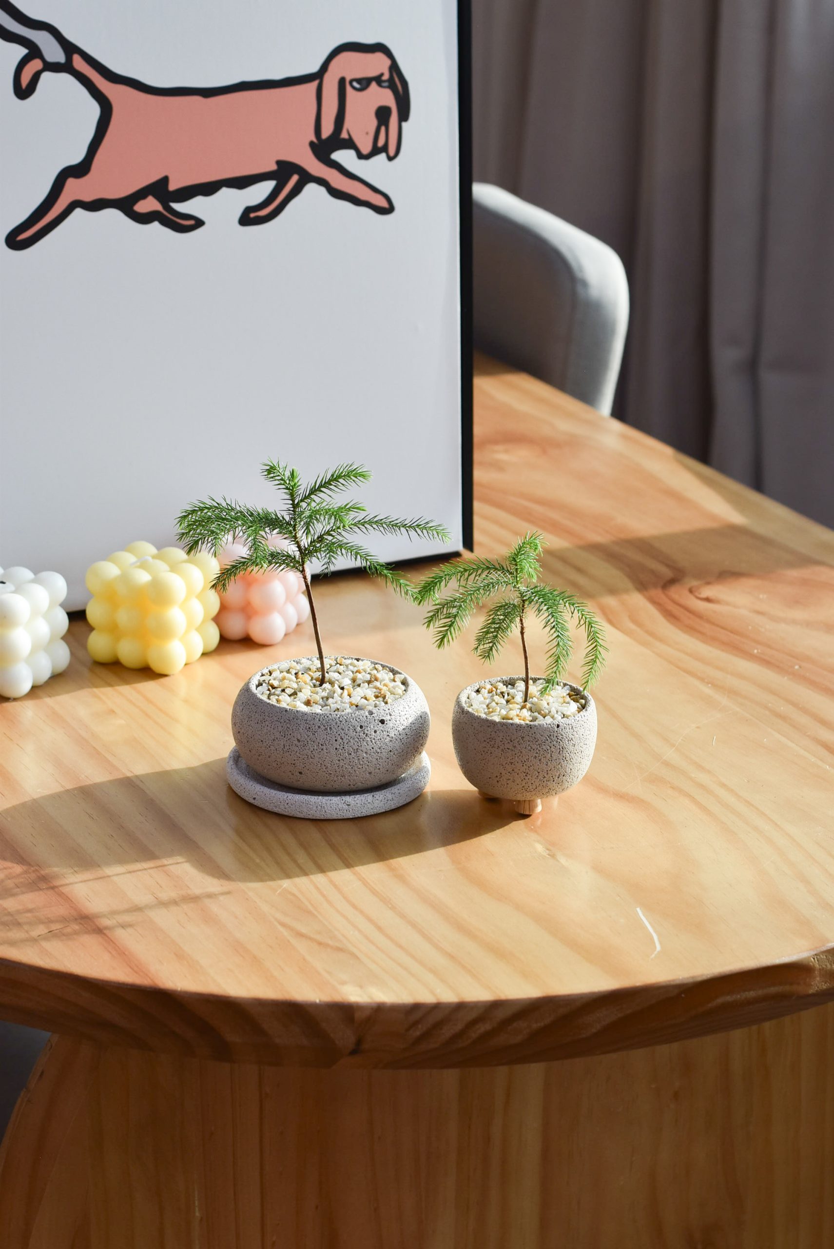 Norfolk Island Pine in Mica - Image 4