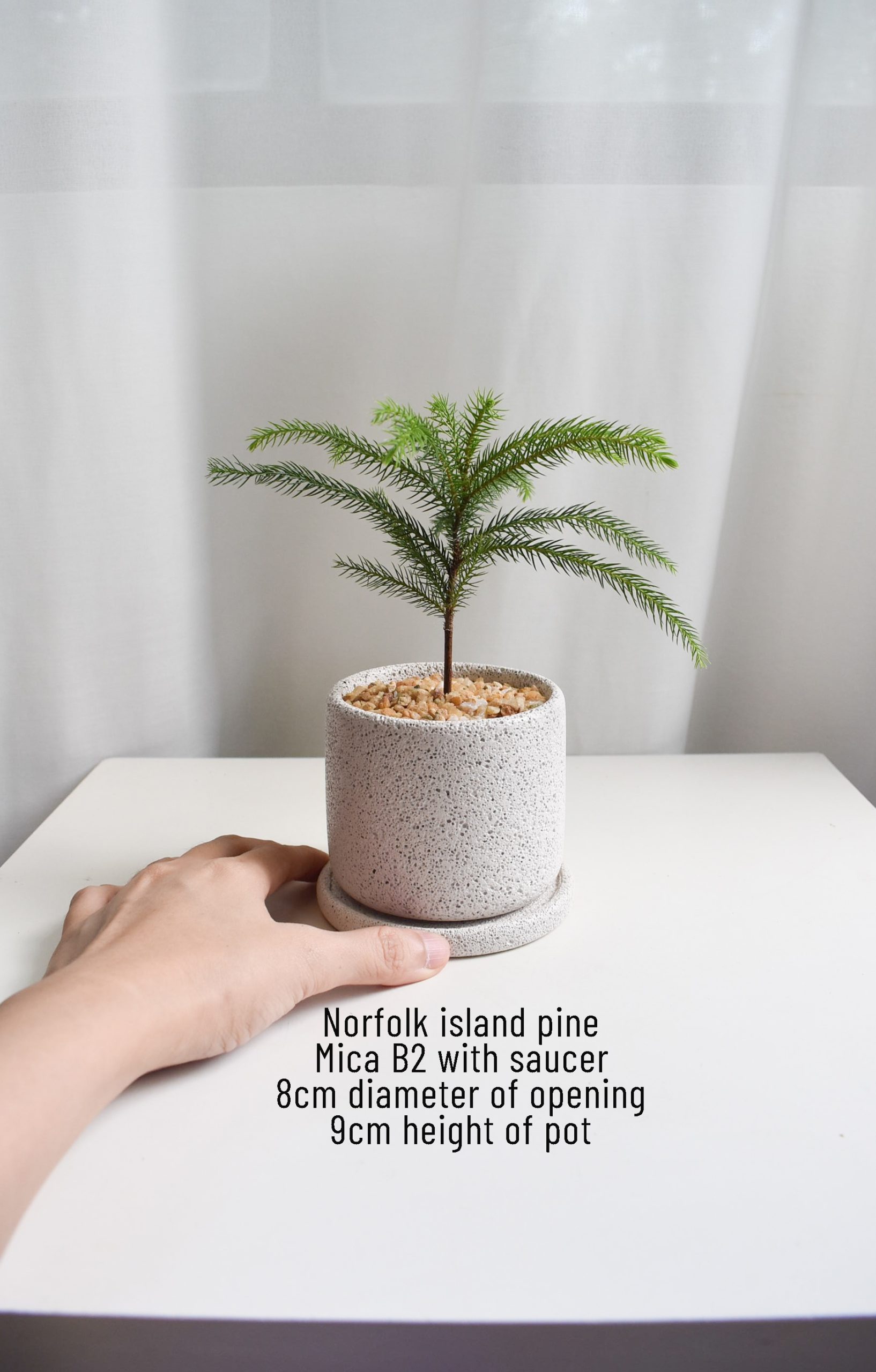 Norfolk Island Pine in Mica - Image 3