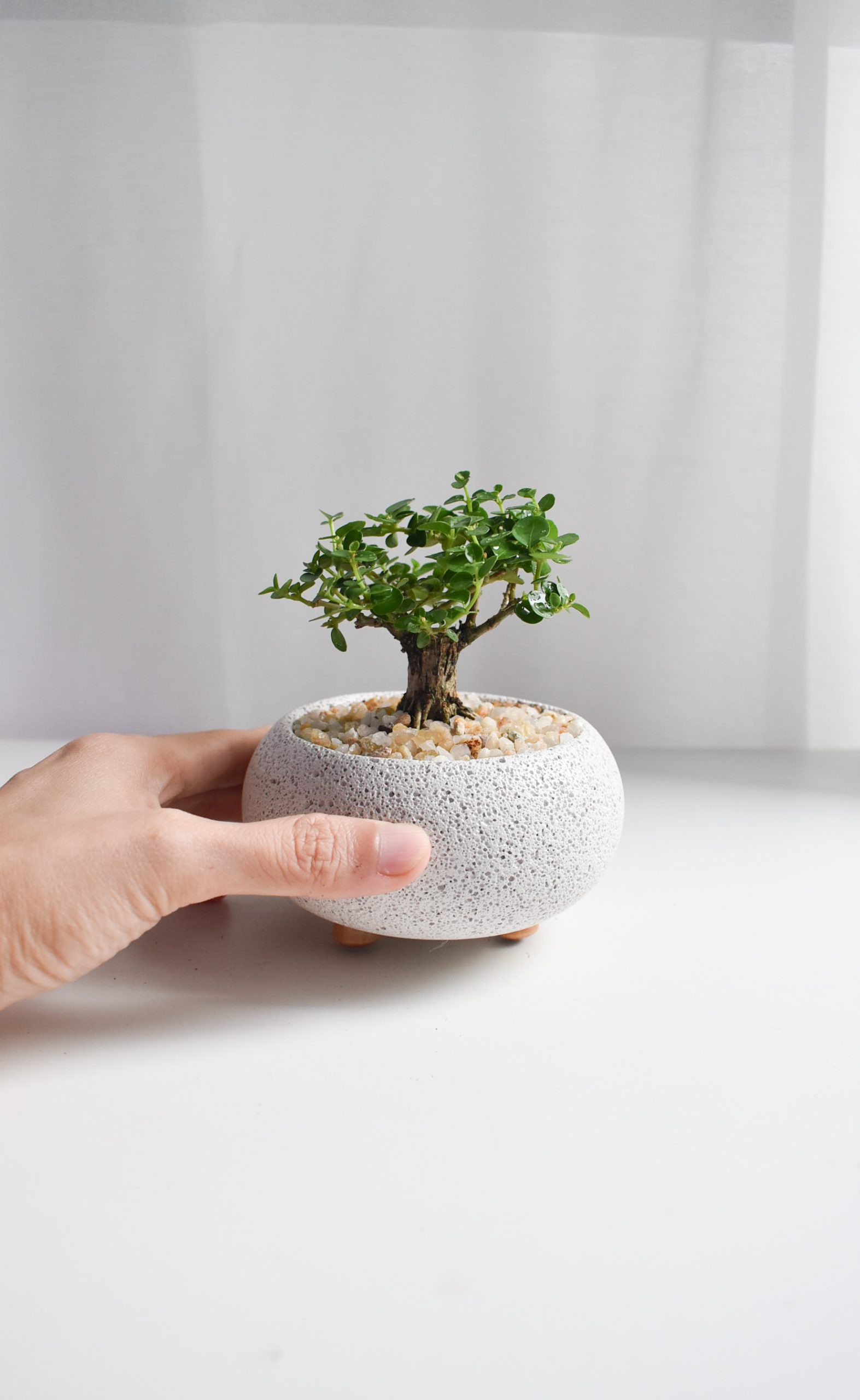 Bonsai - Ficus Annulata T-trunk in Mica