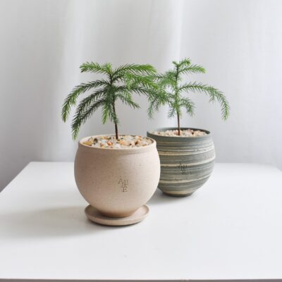 Norfolk Island Pine in Aube Moon 2 (Different designs available)