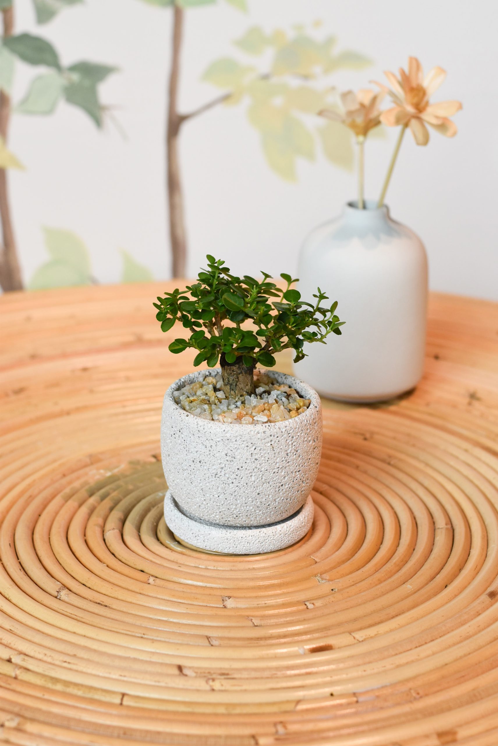Bonsai - Ficus Annulata T-trunk in Mica - Image 4