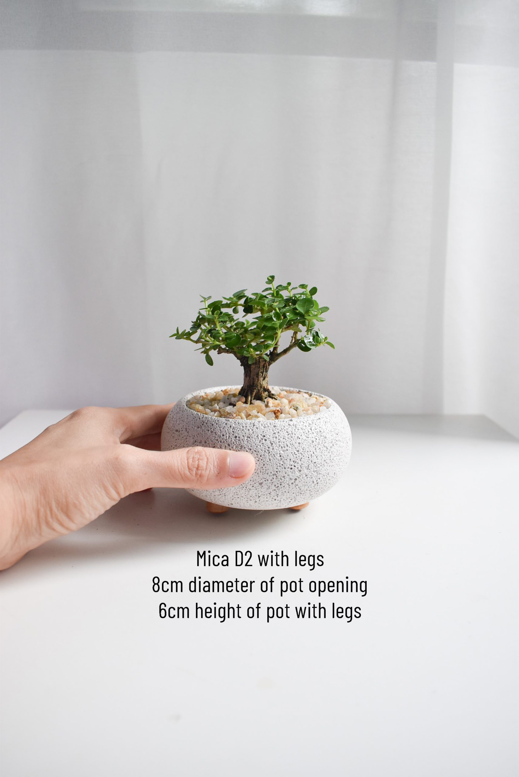 Bonsai - Ficus Annulata T-trunk in Mica - Image 2