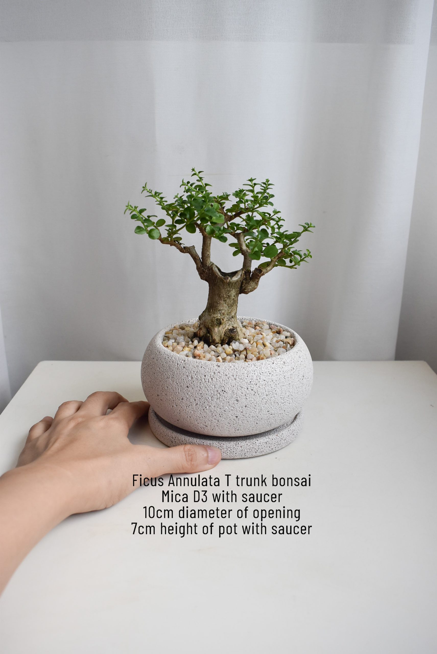 Bonsai - Ficus Annulata T-trunk in Mica - Image 5