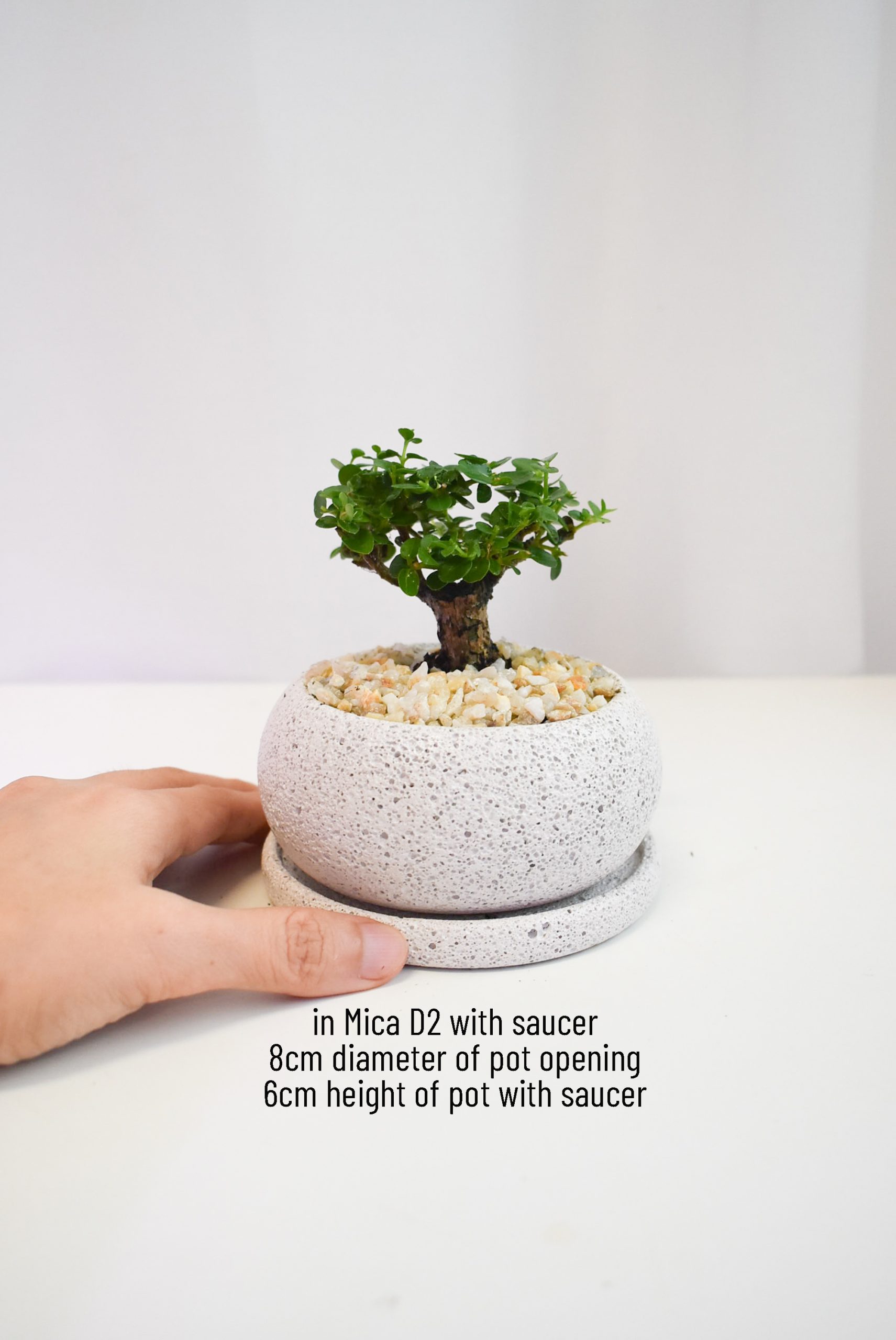 Bonsai - Ficus Annulata T-trunk in Mica - Image 3