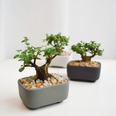 Bonsai - Ficus Annulata T-trunk in Oli [Clearance]