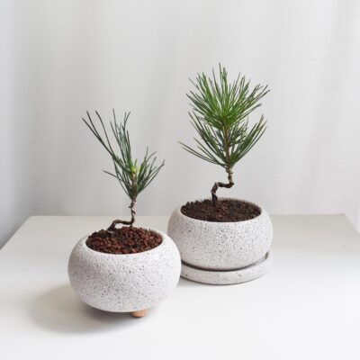 Japanese Black Pine in Mica