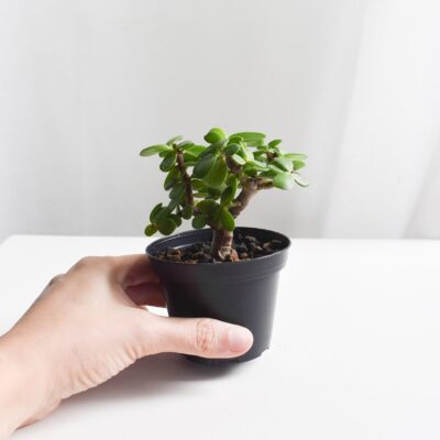 Dwarf Jade Bonsai
