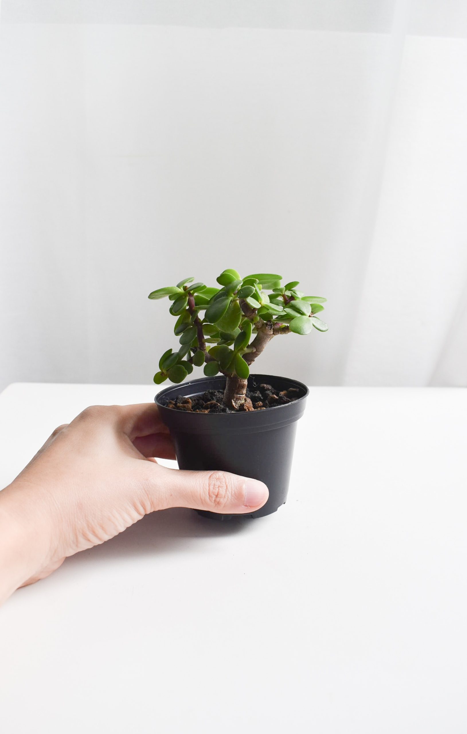 Dwarf Jade Bonsai