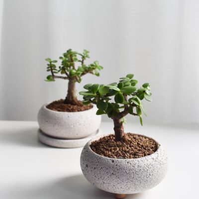 Dwarf Jade Bonsai in Mica