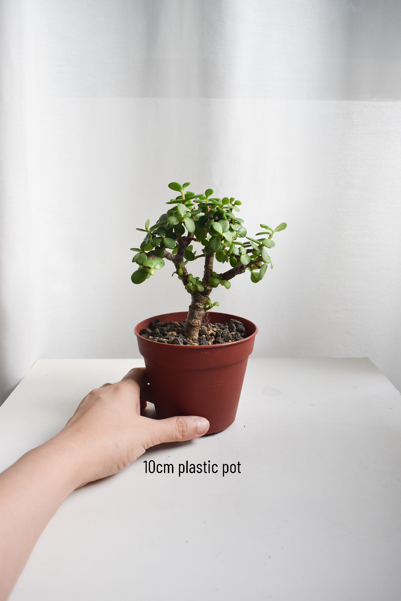 Dwarf Jade Bonsai - Image 3