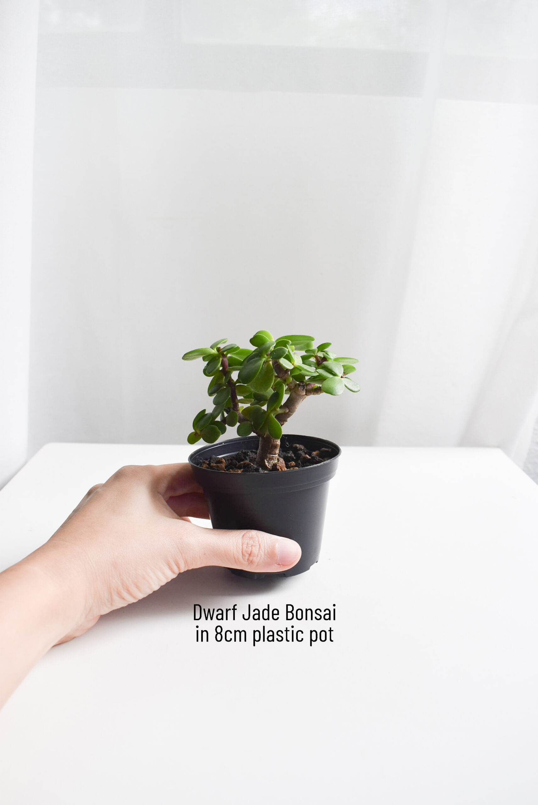 Dwarf Jade Bonsai - Image 2