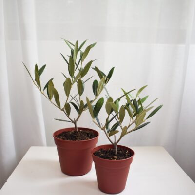 Olive tree (Olea Europaea)