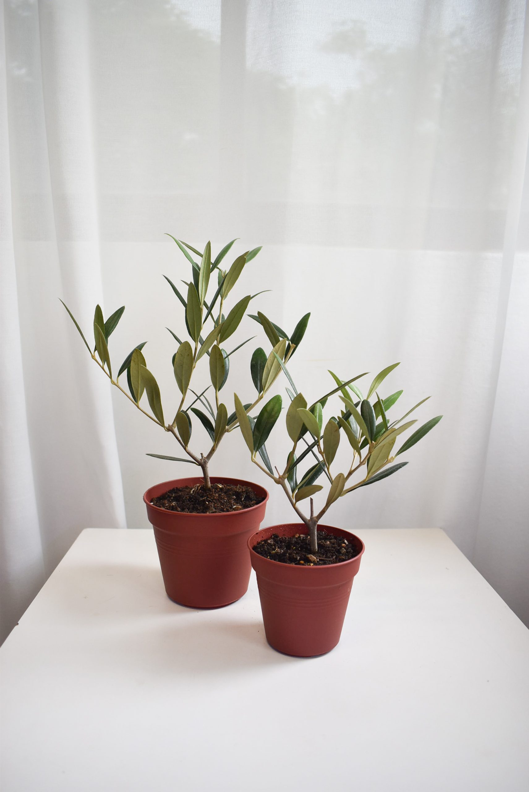 Olive tree (Olea Europaea)