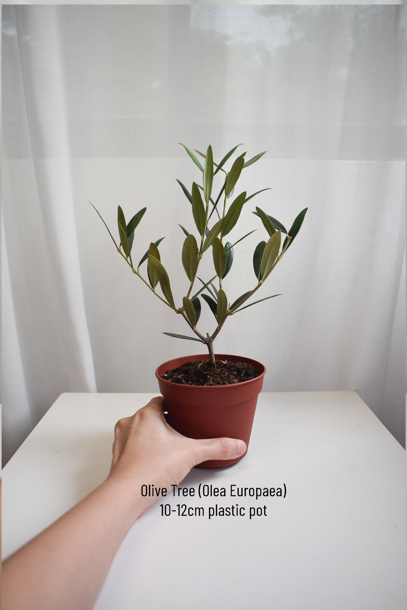 Olive tree (Olea Europaea) - Image 3