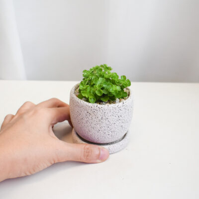 Pilea Depressa in Mica