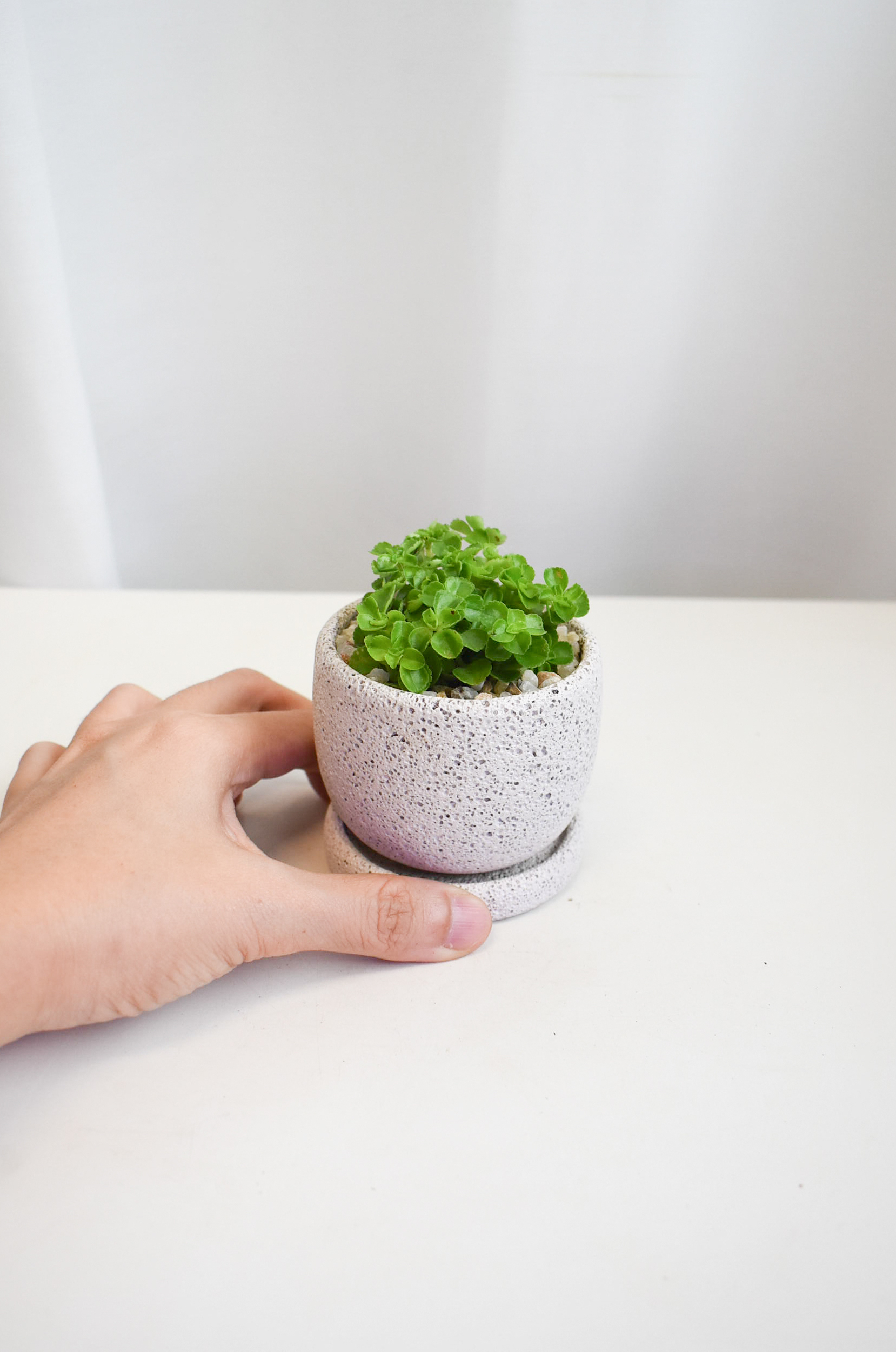 Pilea Depressa in Mica