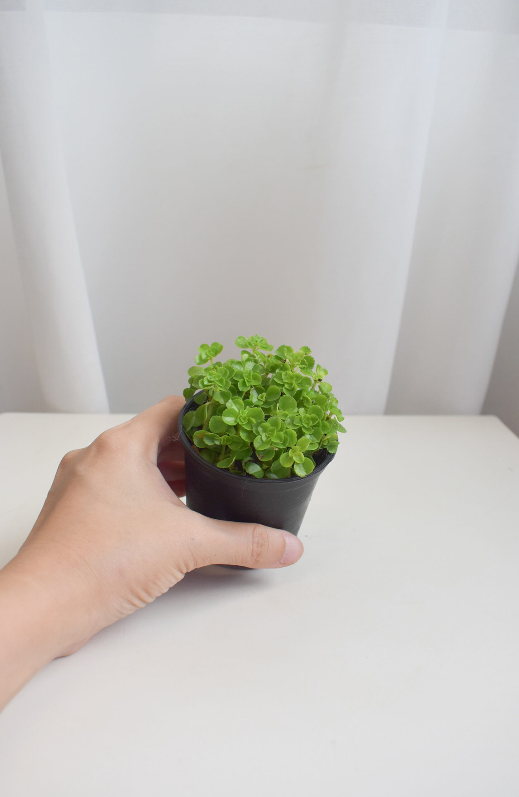 Pilea Depressa