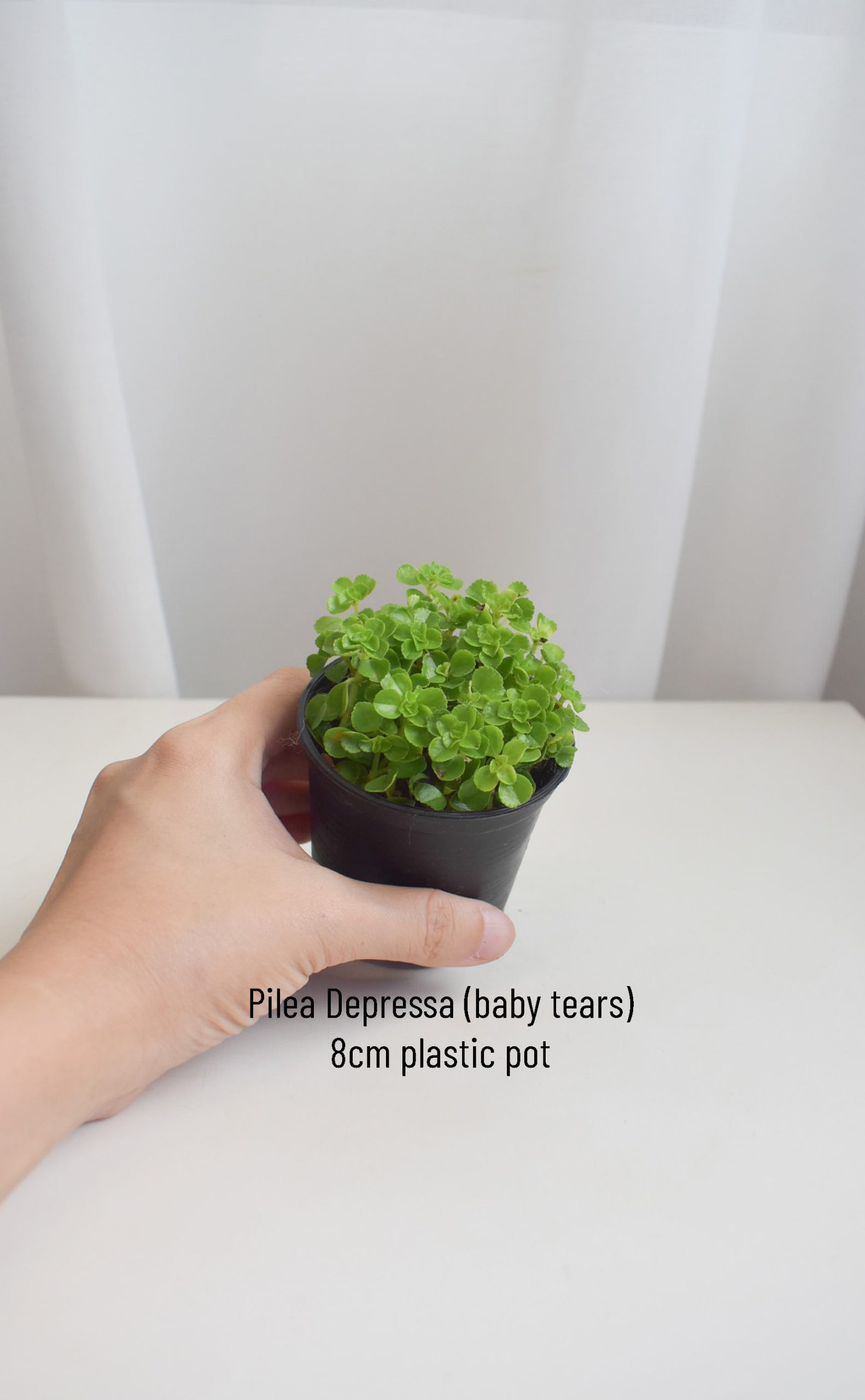 Pilea Depressa - Image 2