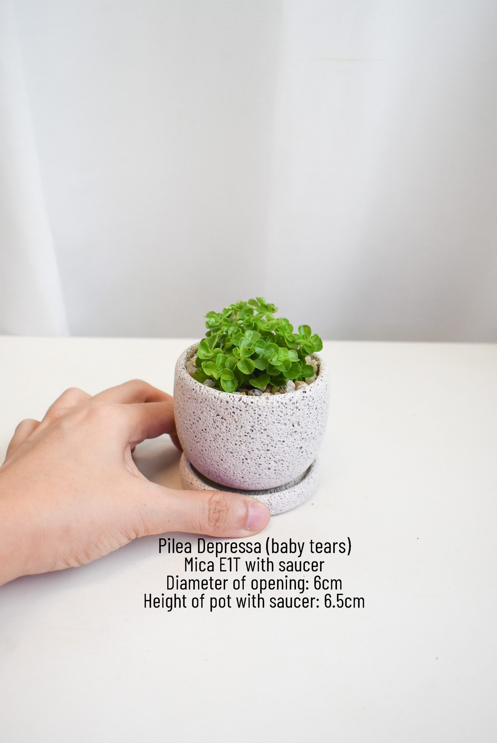 Pilea Depressa in Mica - Image 2