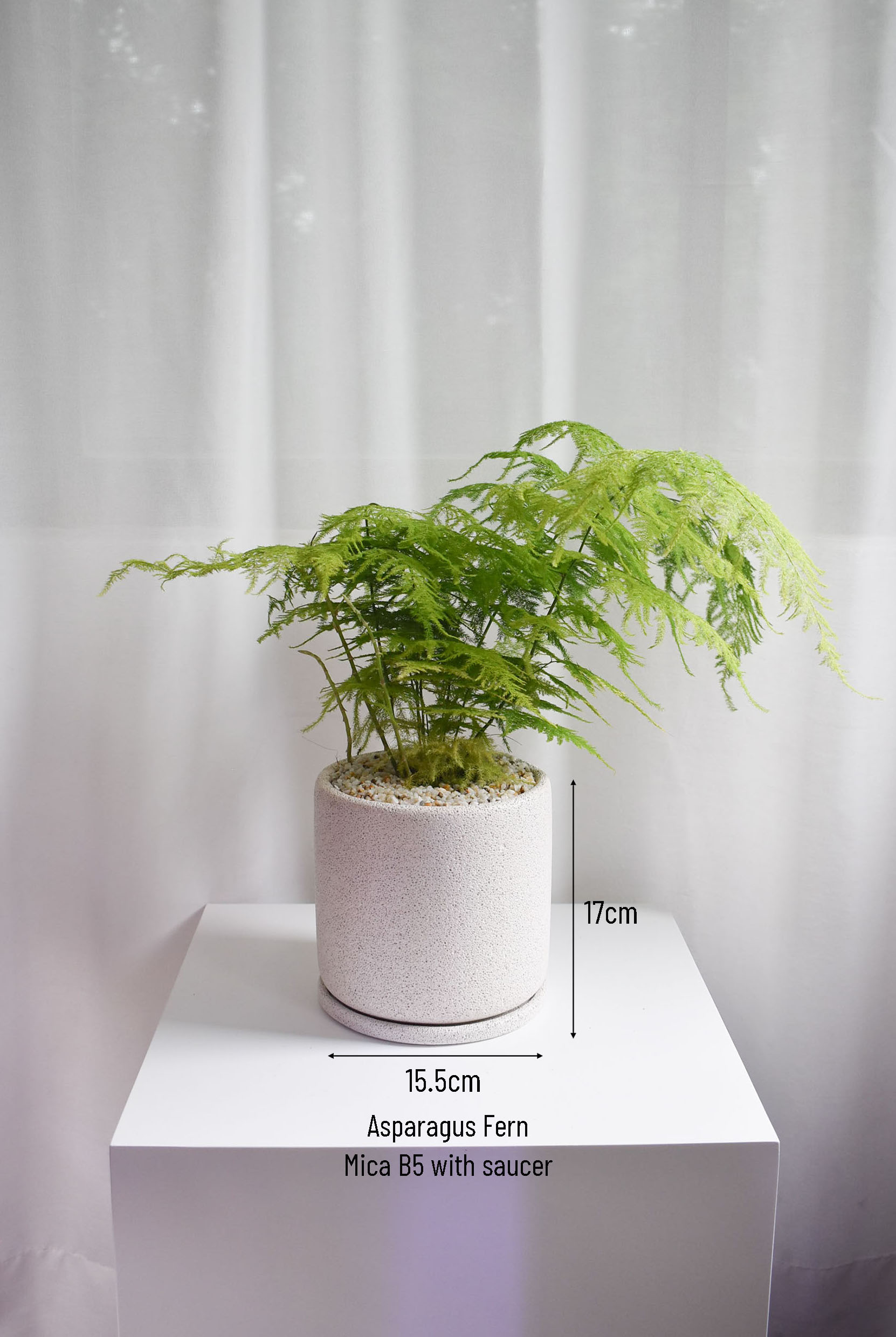 Asparagus Fern in Mica - Image 4