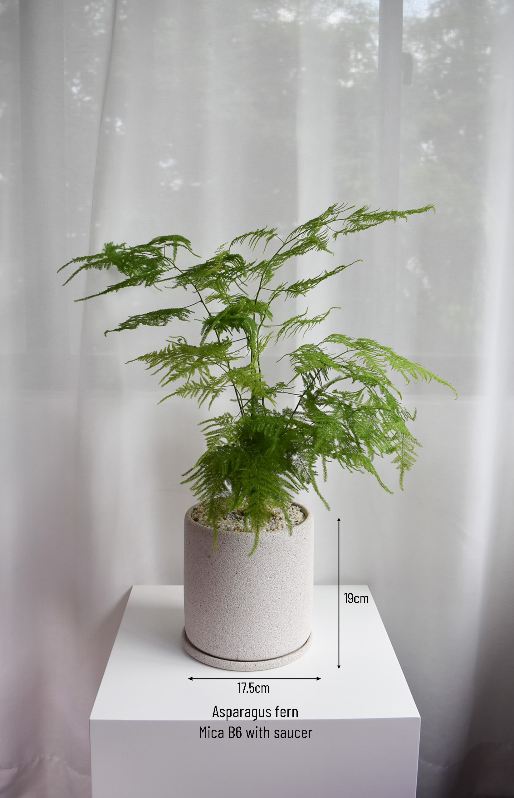 Asparagus Fern in Mica - Image 5