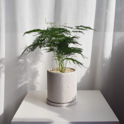 Asparagus Fern in Mica