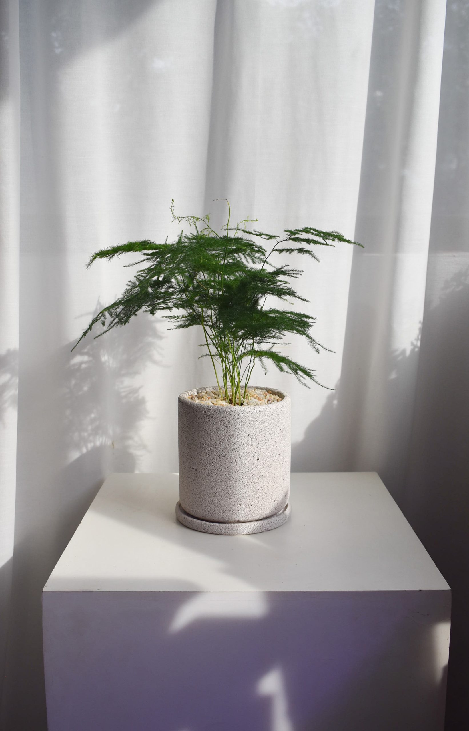 Asparagus Fern in Mica