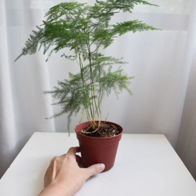 Asparagus fern