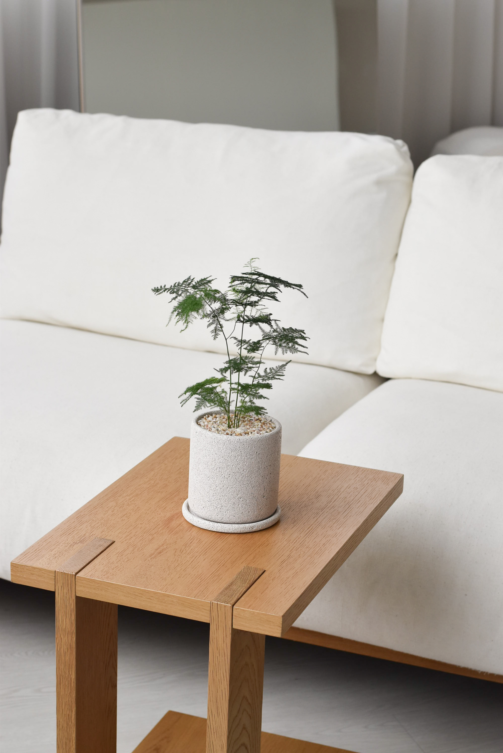 Asparagus Fern in Mica - Image 6