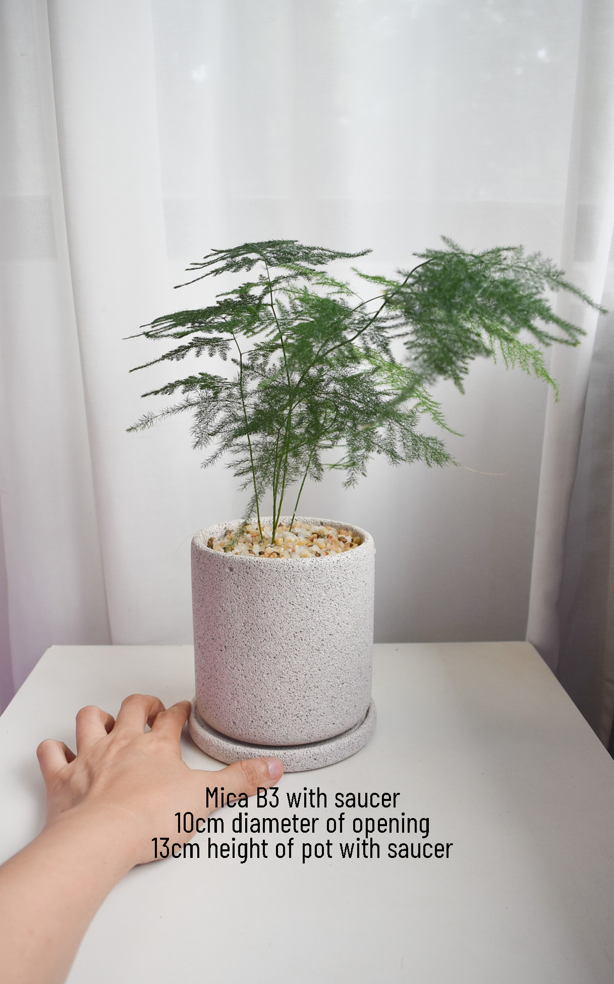 Asparagus Fern in Mica - Image 2