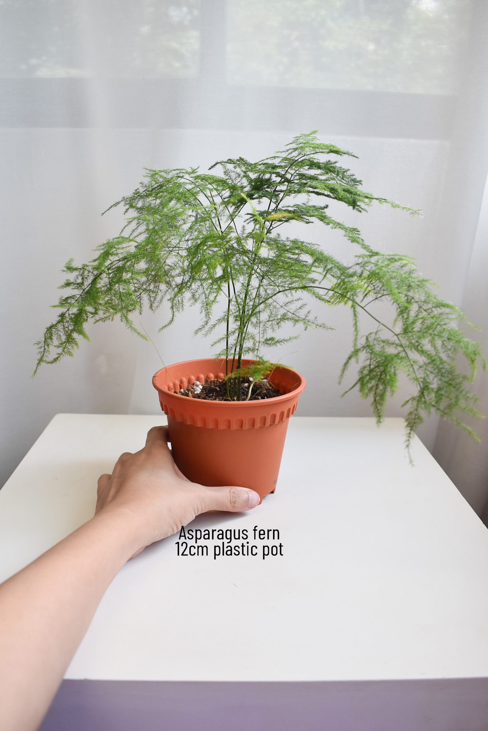 Asparagus fern - Image 2