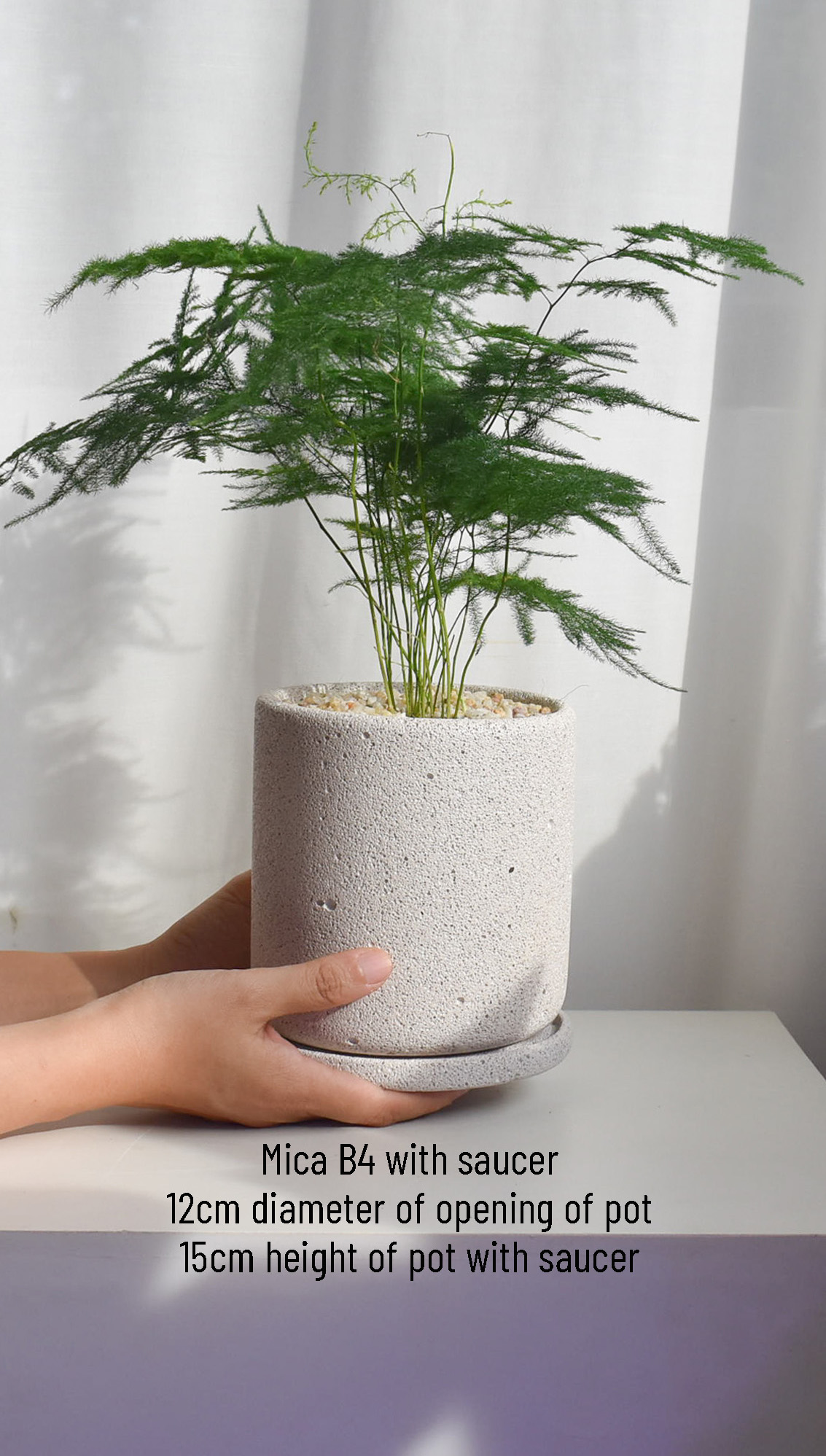 Asparagus Fern in Mica - Image 3