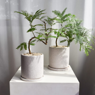 Everfresh trees in Mica size 4/5 (WIRED)