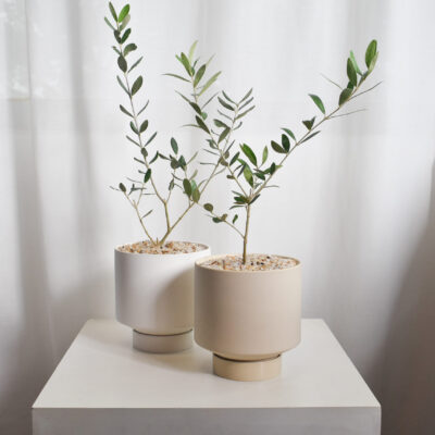 Olive trees (Olea Europaea) in Chalk