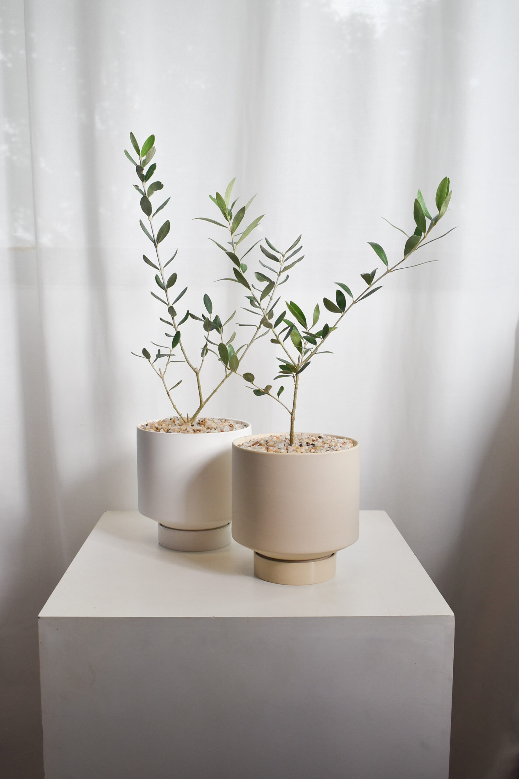 Olive trees (Olea Europaea) in Chalk